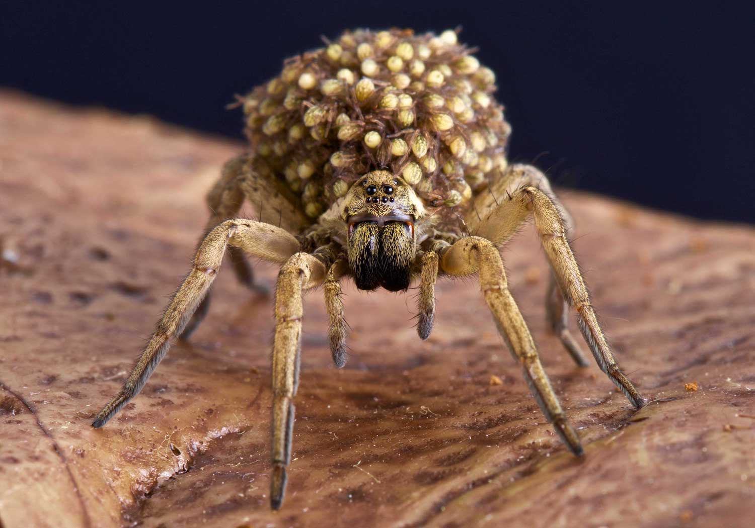 A closeup of a female wolf spider with spiderlings on her back.