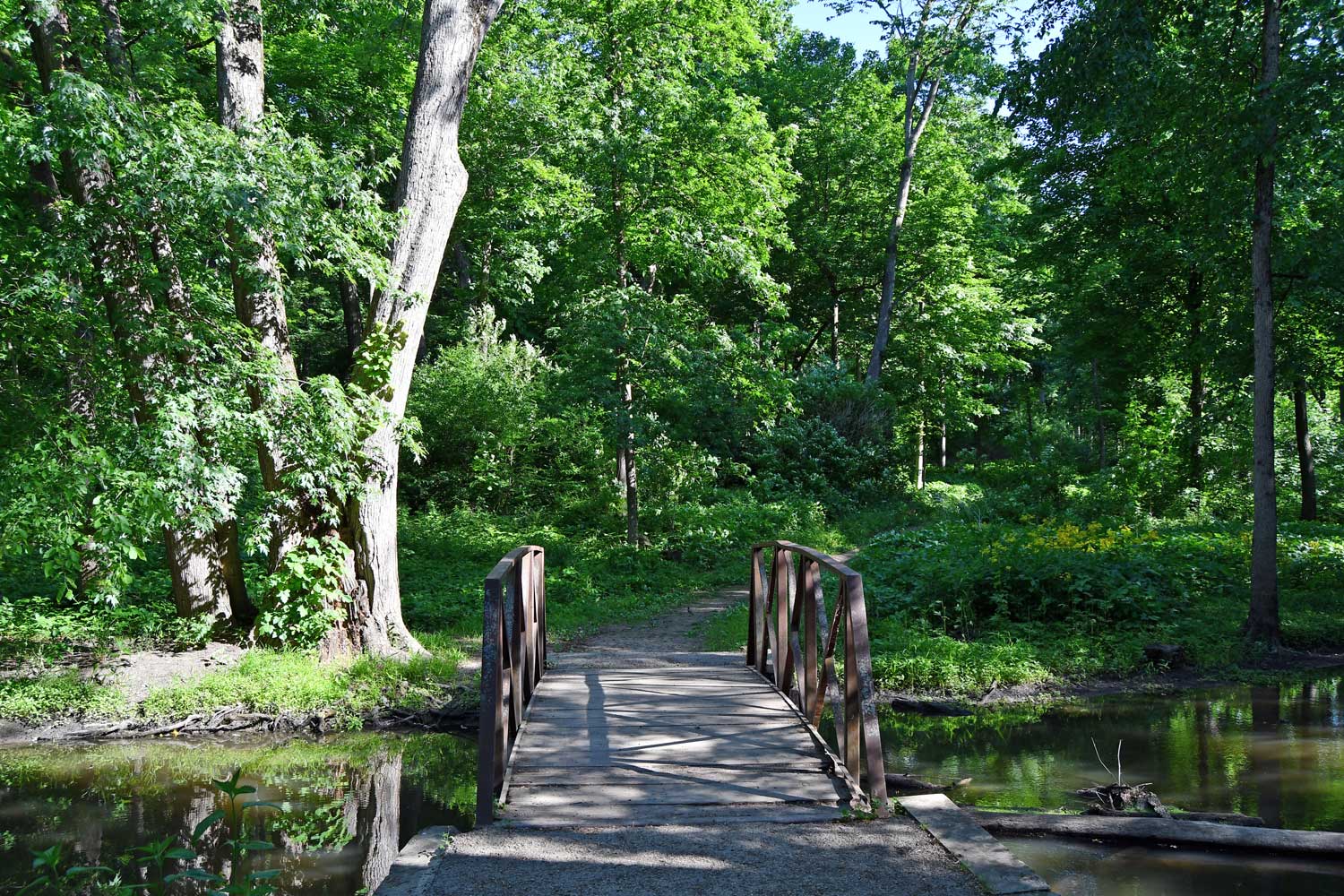 A bridge spanning a creek in a forest.