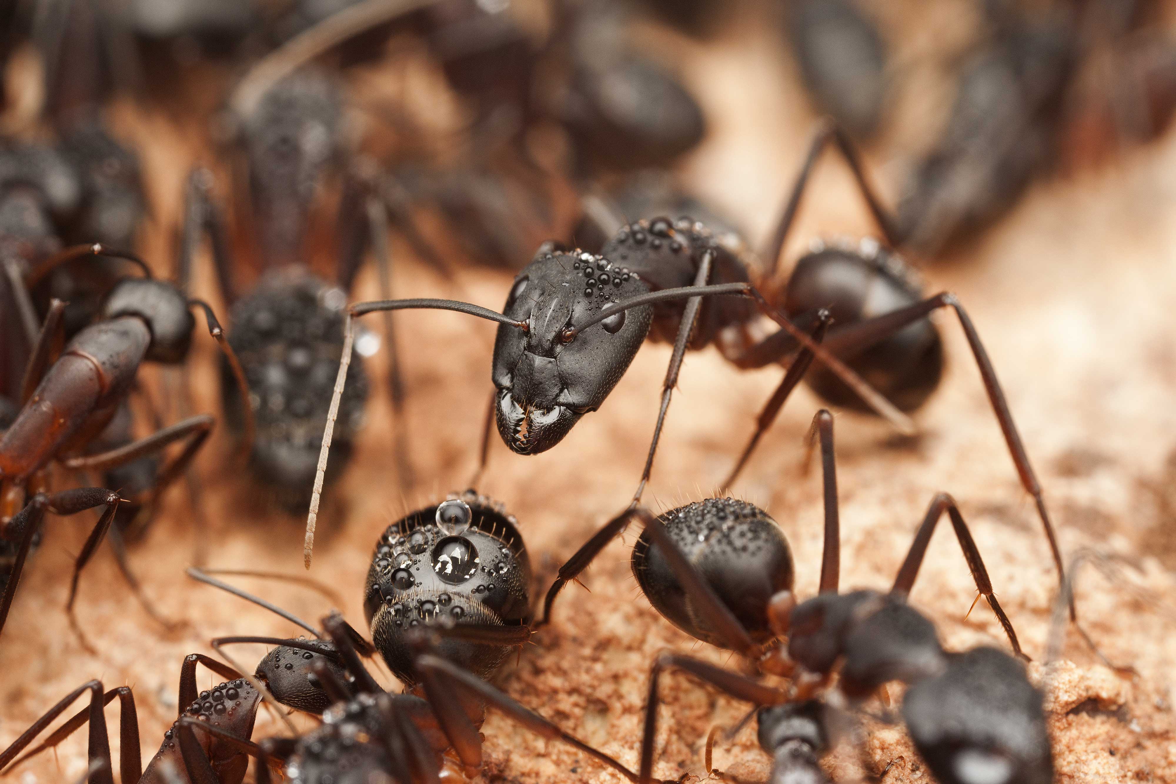 Closeup of ants on the ground