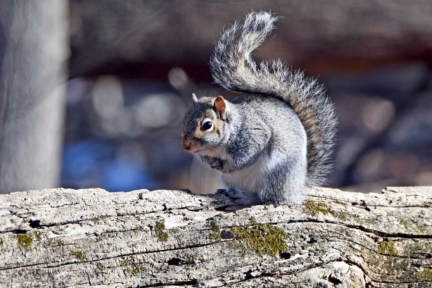 A squirrel on a fallen log.