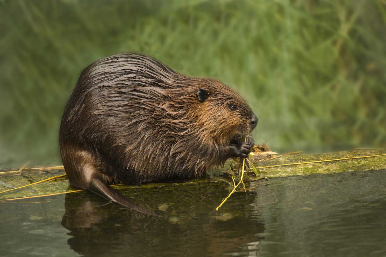 A Eurasian beaver eating vegetation while sitting on a piece of wood just above the water.