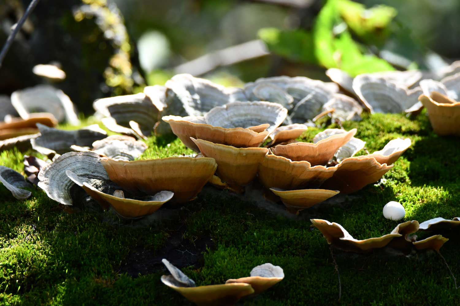 Multiple kinds of fungus and moss growing on a log.