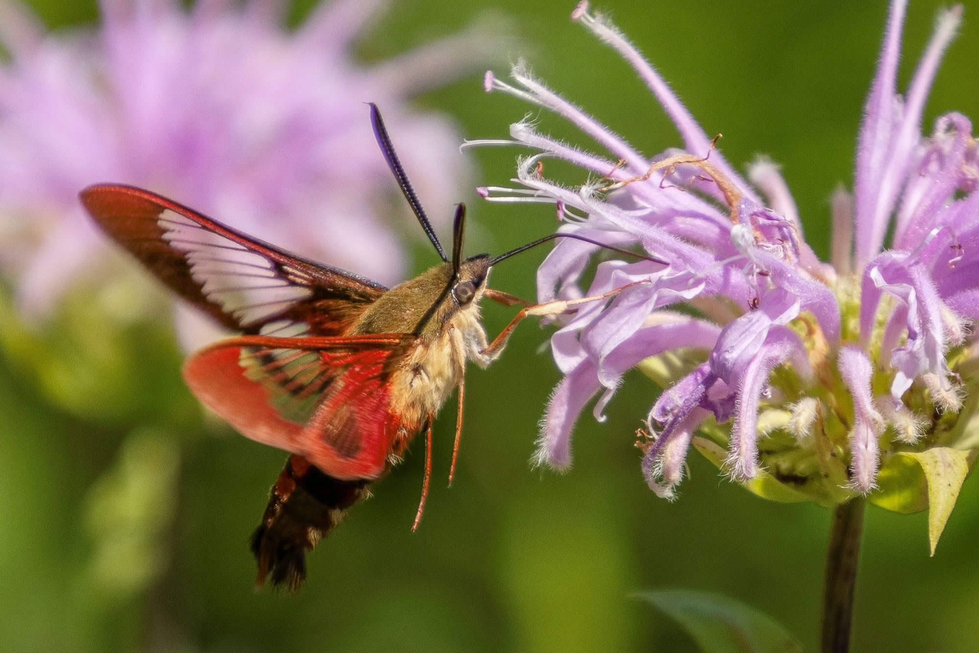 Hummingbird moth sipping nectar from a flower.