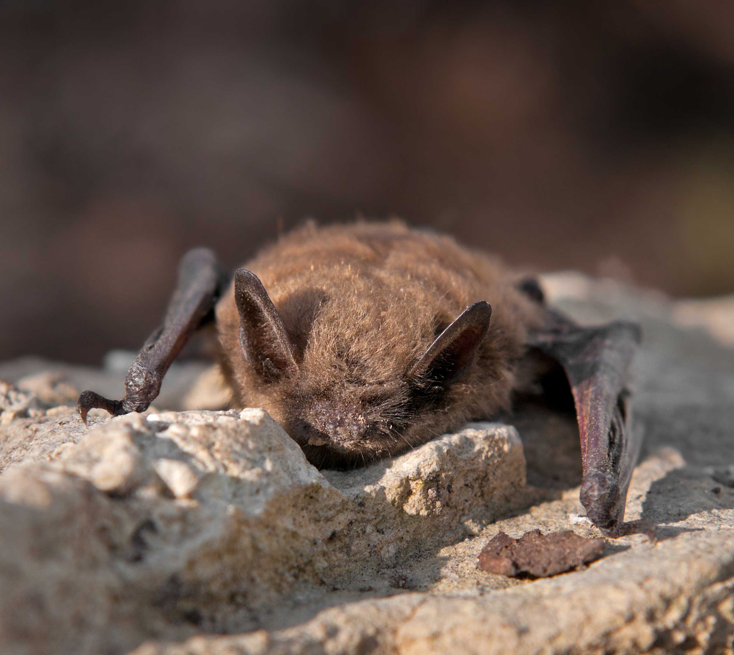 A bat on a rocky surface.