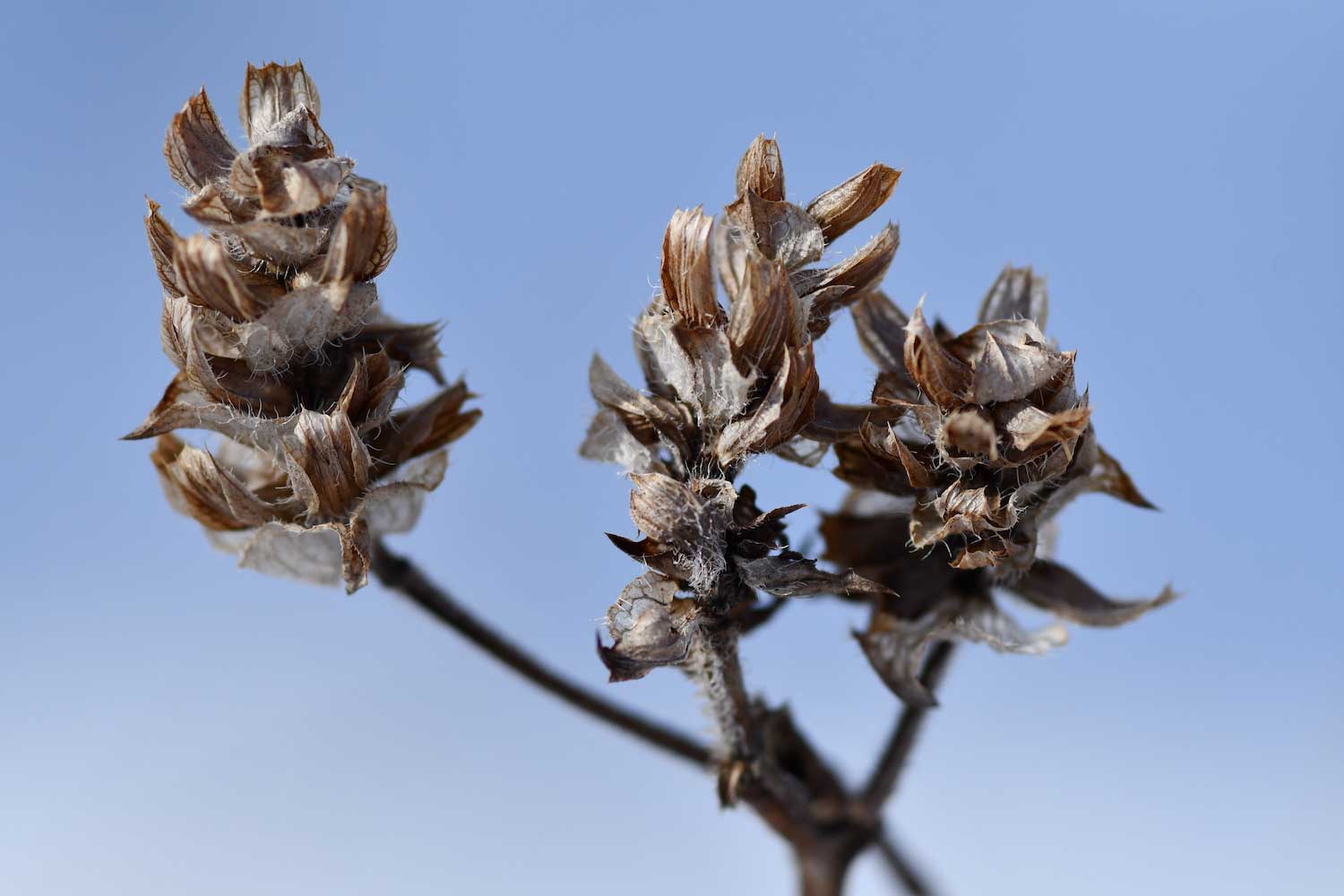 Dried out seed heads on dried flowers.