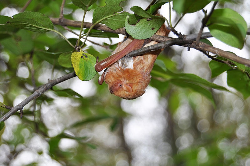 Nature Curiosity: Why Don't Bats Get Dizzy When Hanging Upside Down