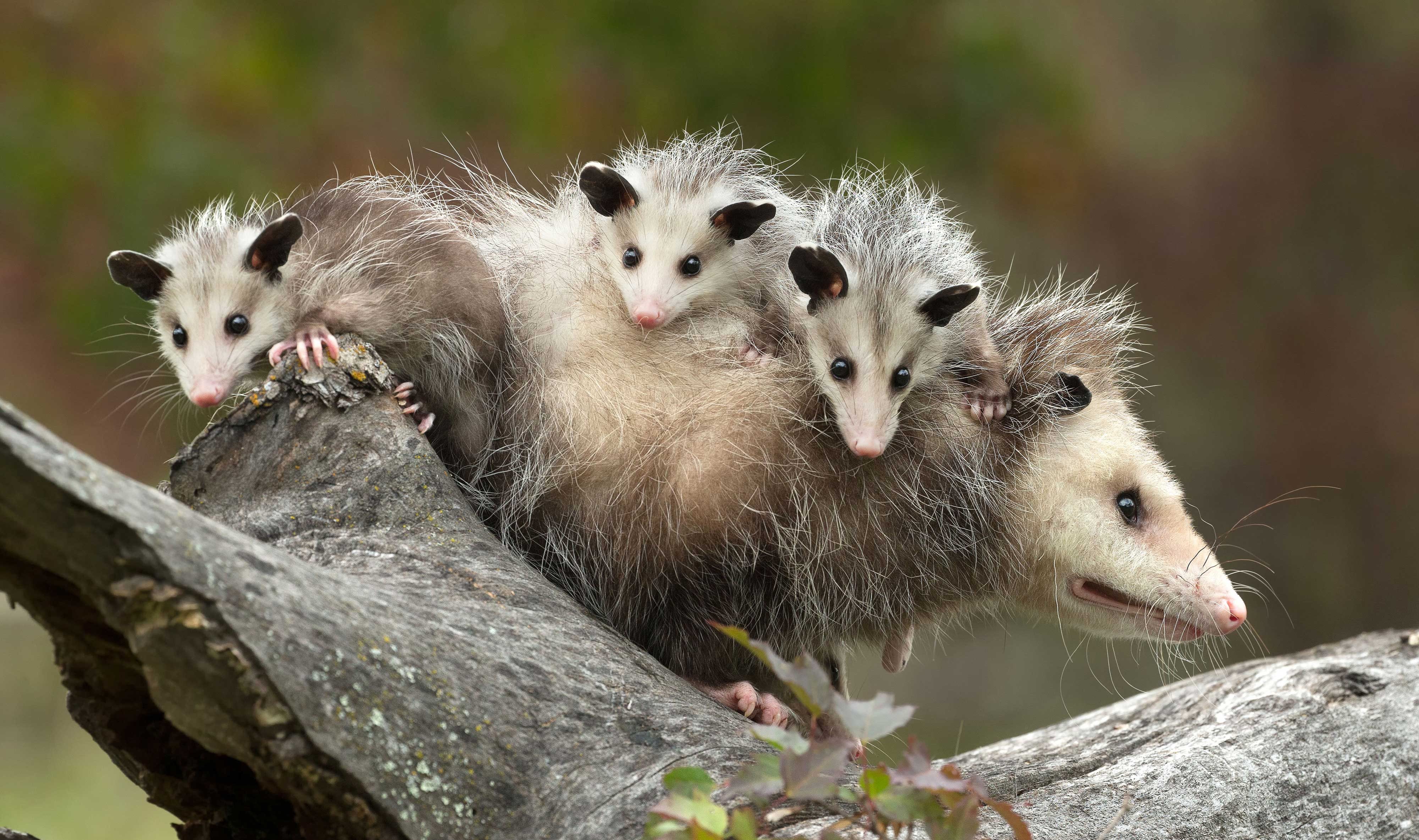 An opossum with babies on her back.
