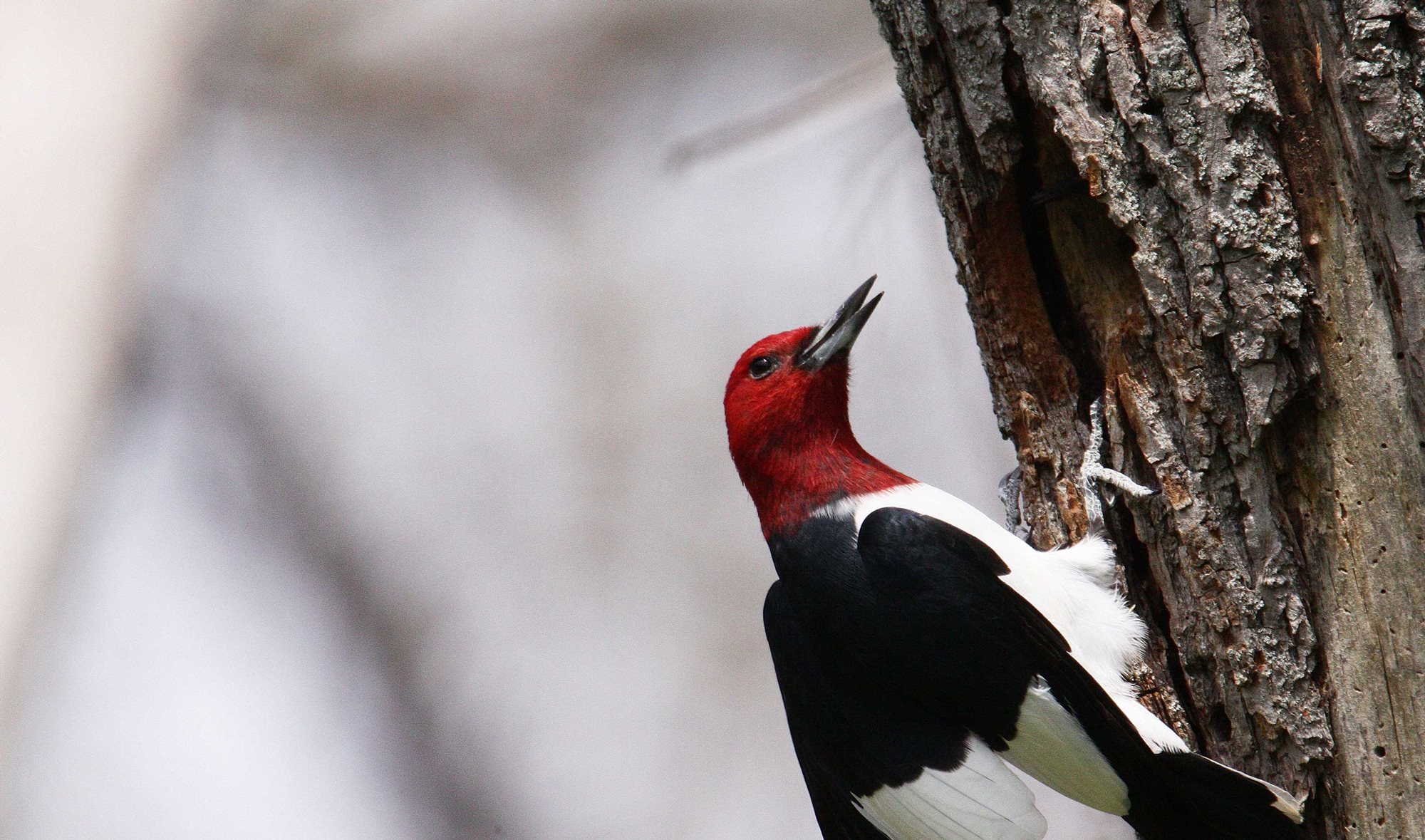 A red-headed woodpecker on tree bark.