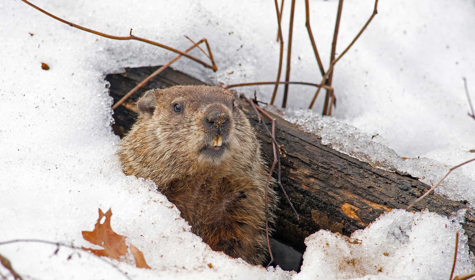 A woodchuck in its burrow.