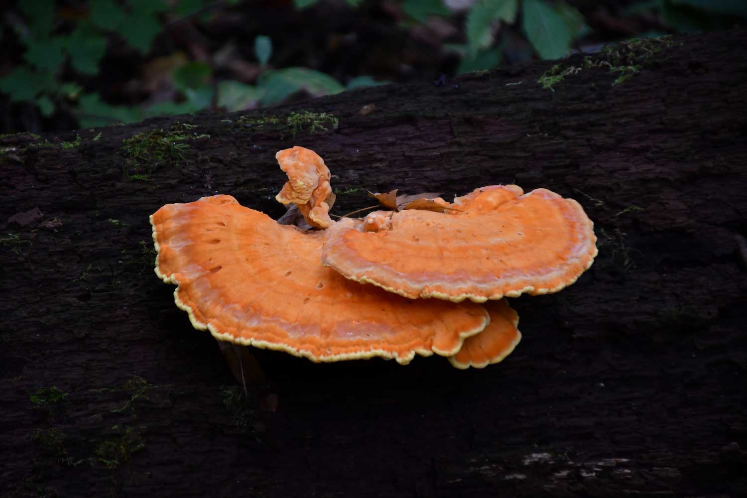 Chicken of the woods growing on a fallen log.