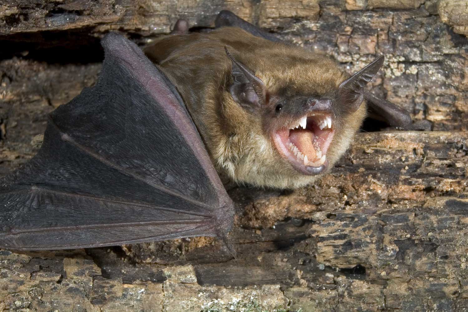 A bat hanging from a tree with its mouth open.