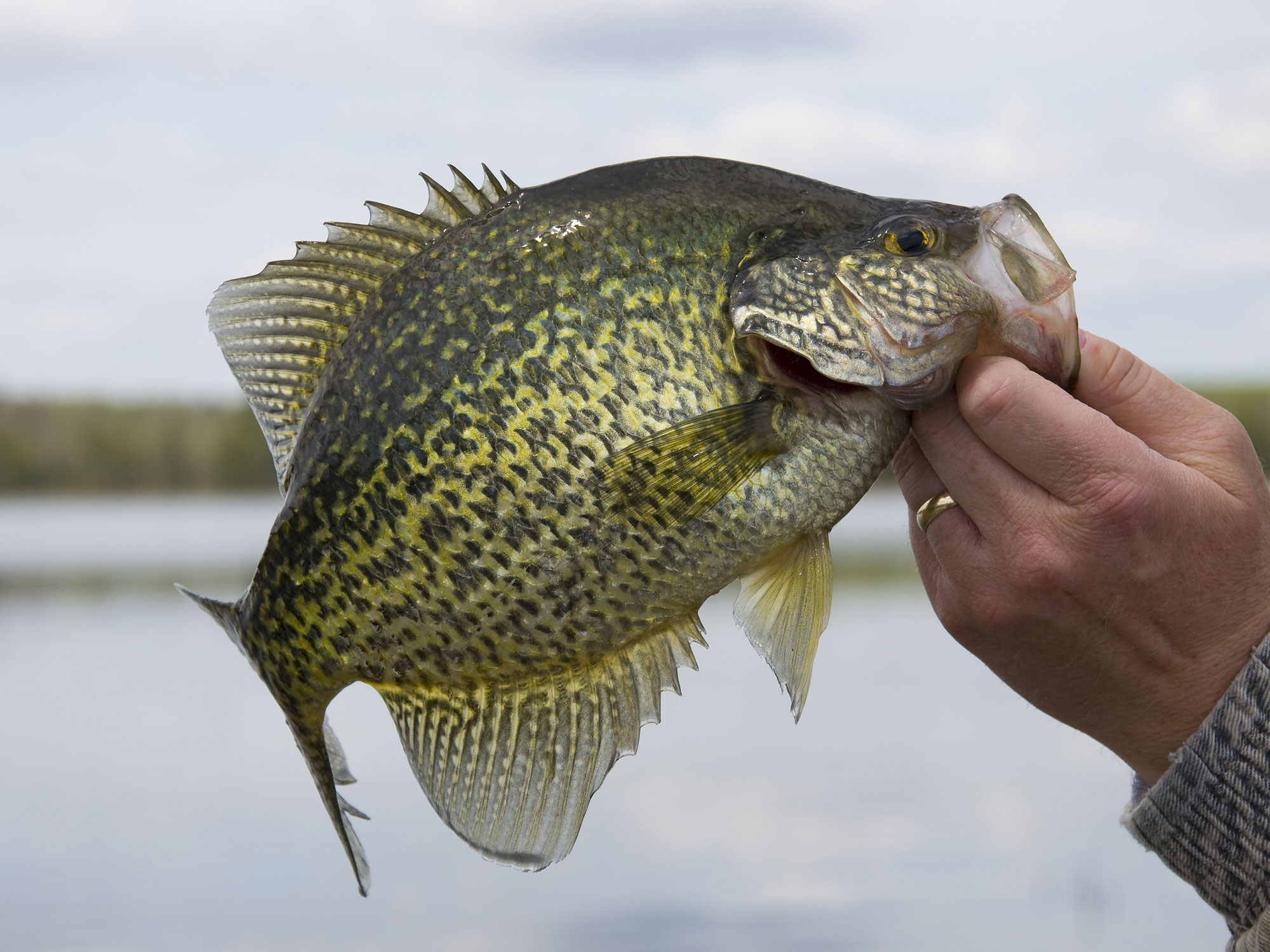 Crappie fish deals