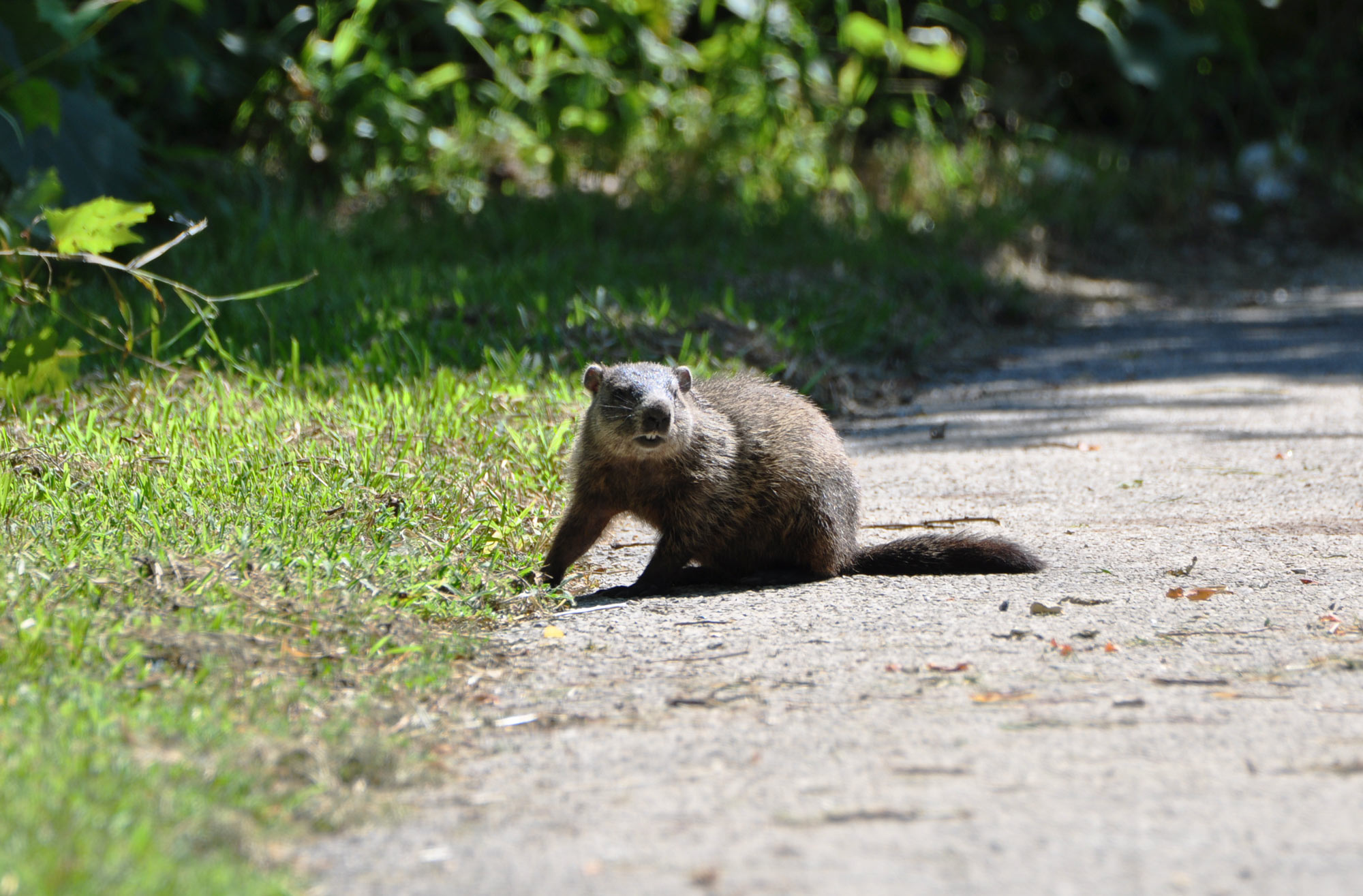 A woodchuck on the trail.