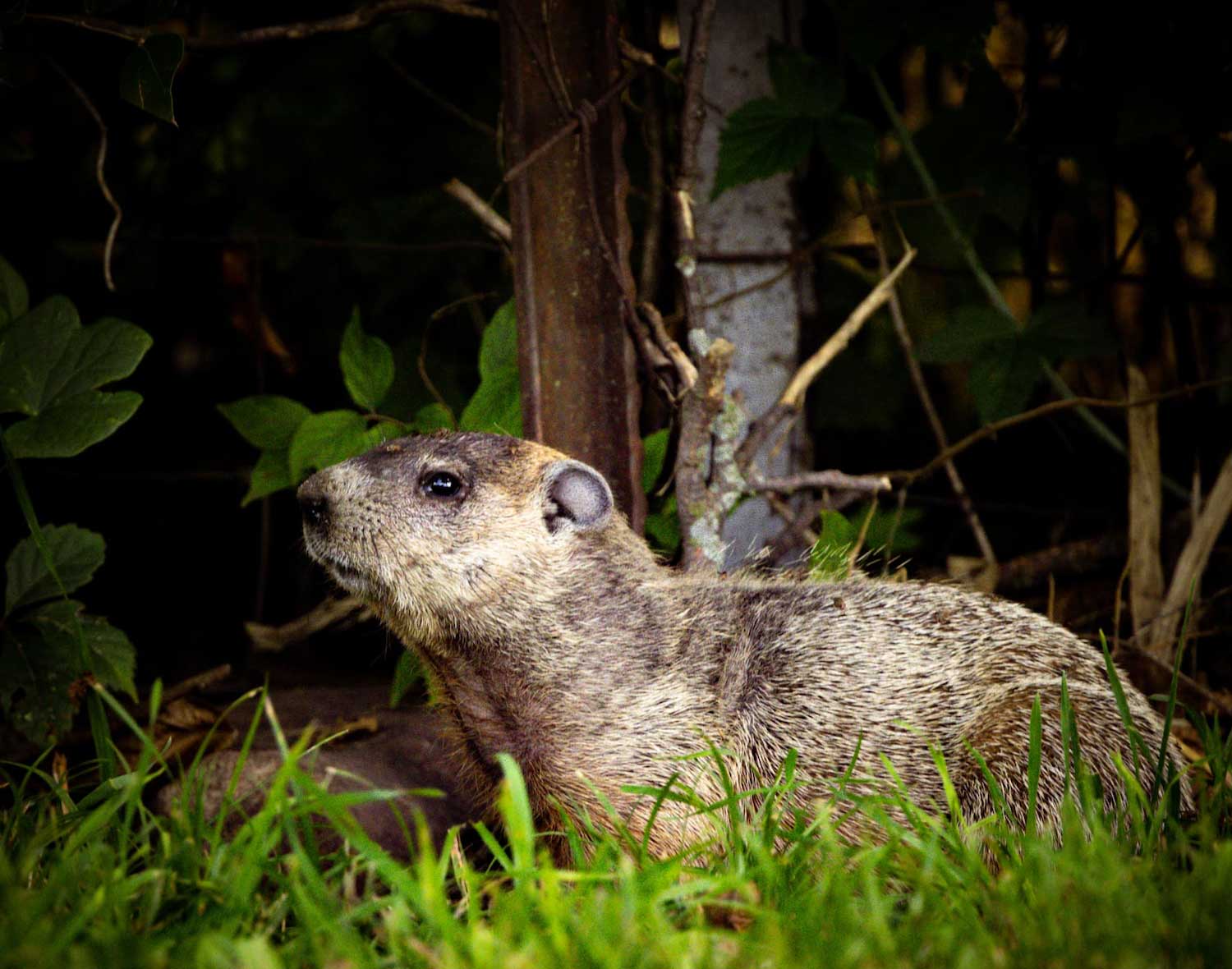 A woodchuck in the grass.