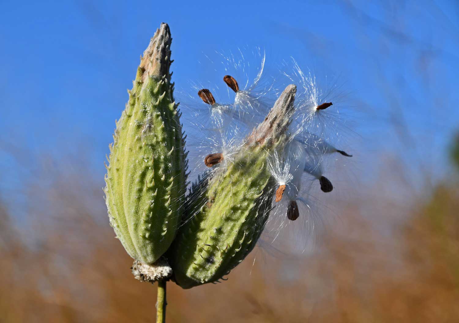 A closeup of two milkweed pods with seeds caught in the silky floss.