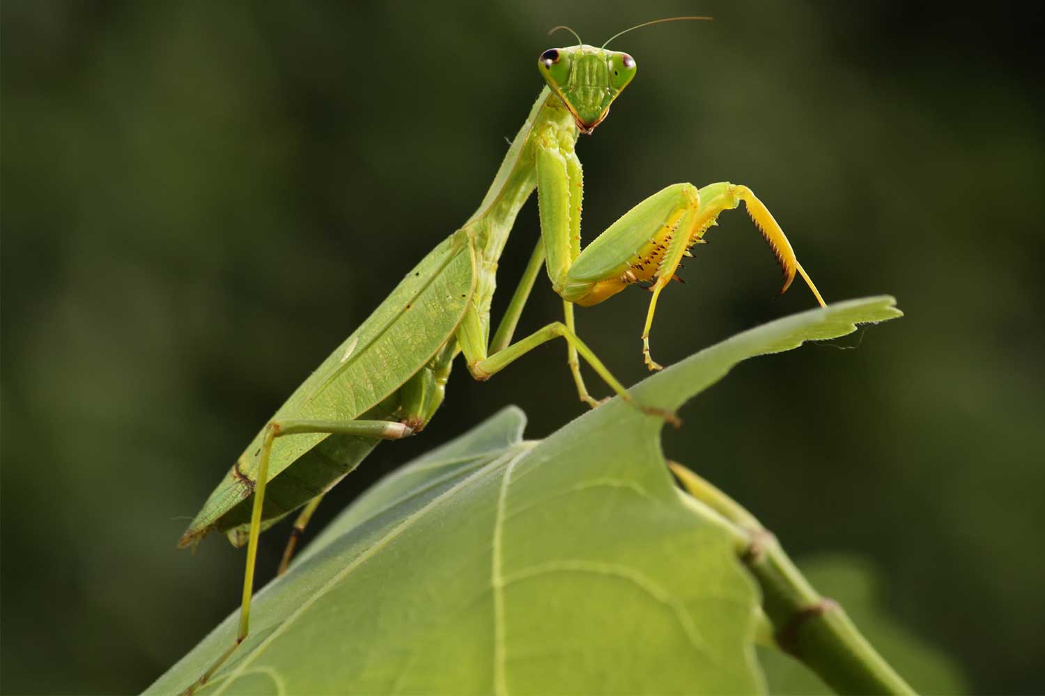 Praying mantis standing on leaves.