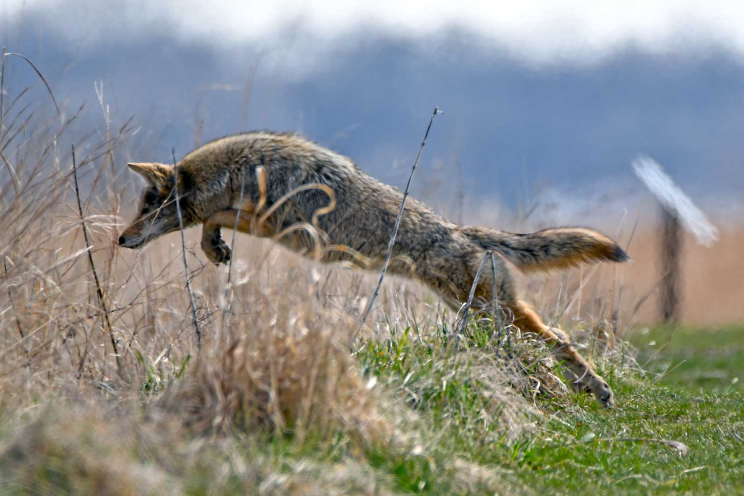 A coyote leaping into tall grass.