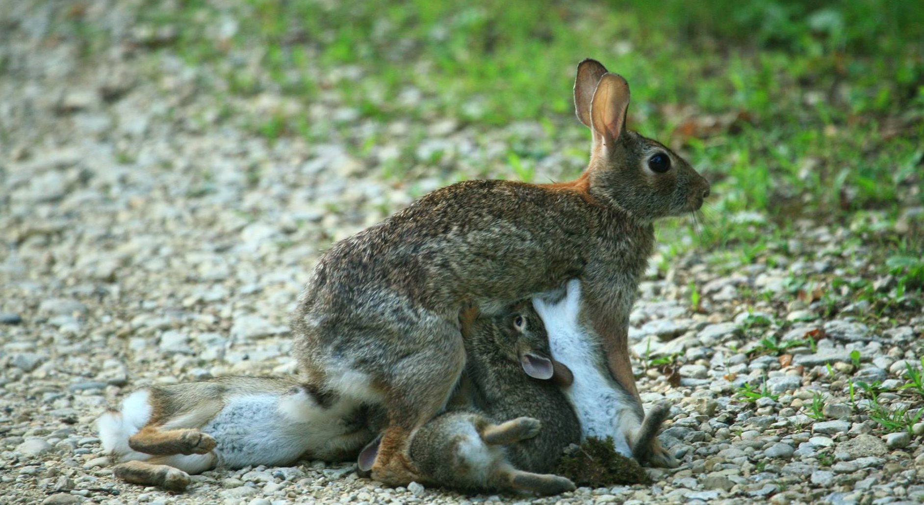 3 week store old cottontail rabbit