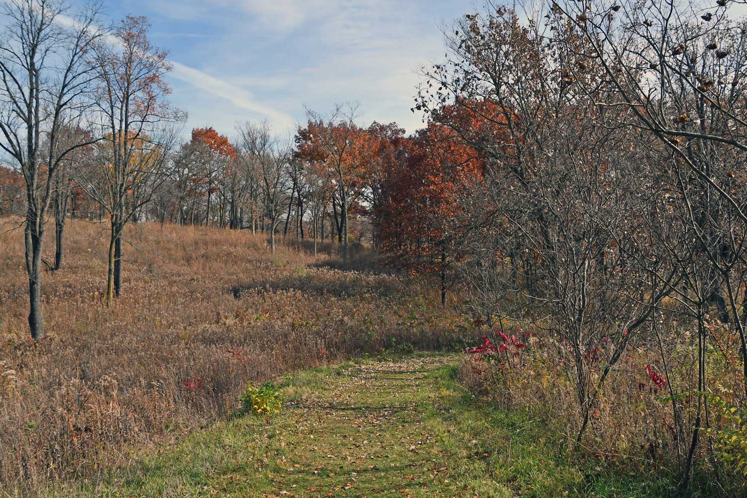 Grass trail lined by trees.