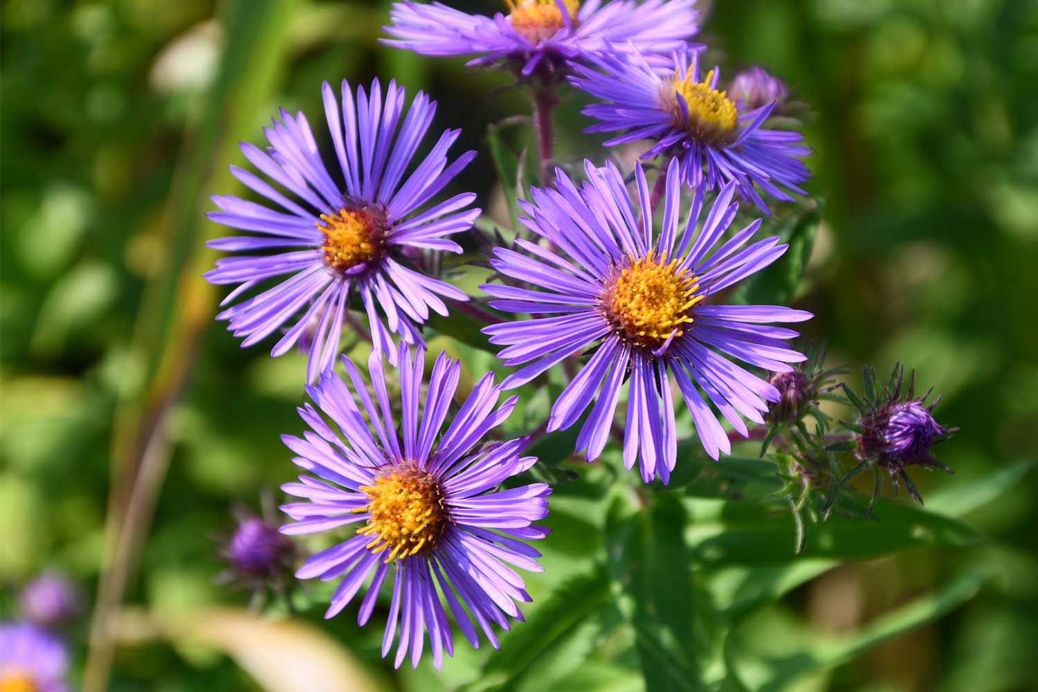 New England Aster blooms.