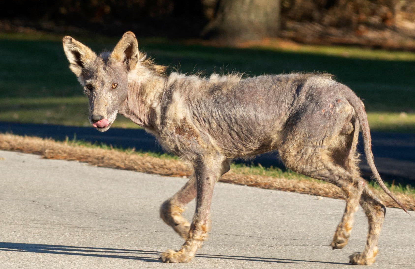 A coyote with mange.