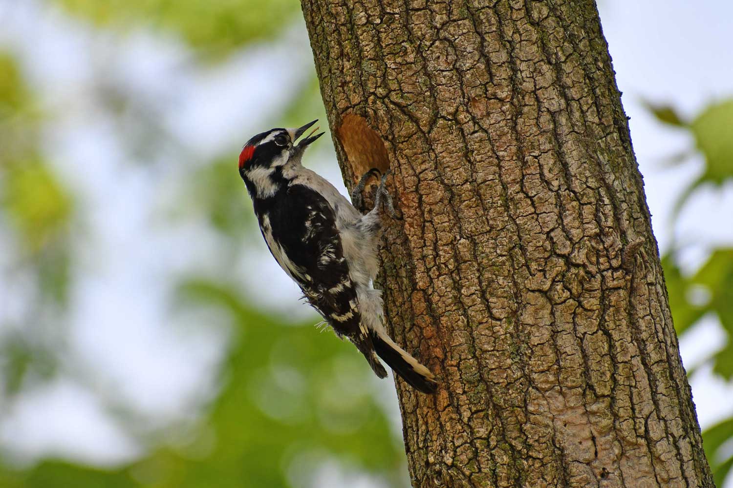 Downy woodpecker clinging to the side of a tree.