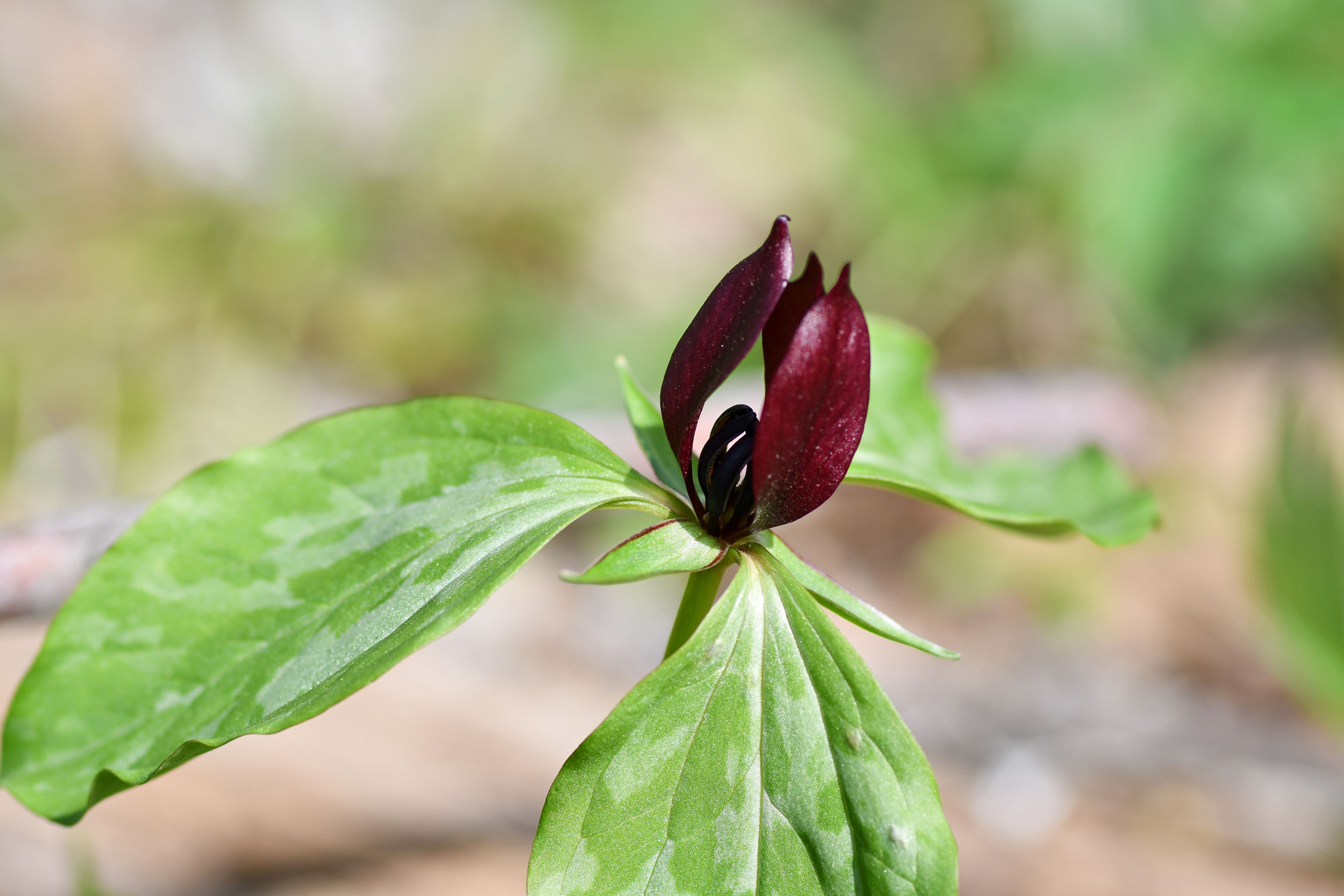 Trillium. 