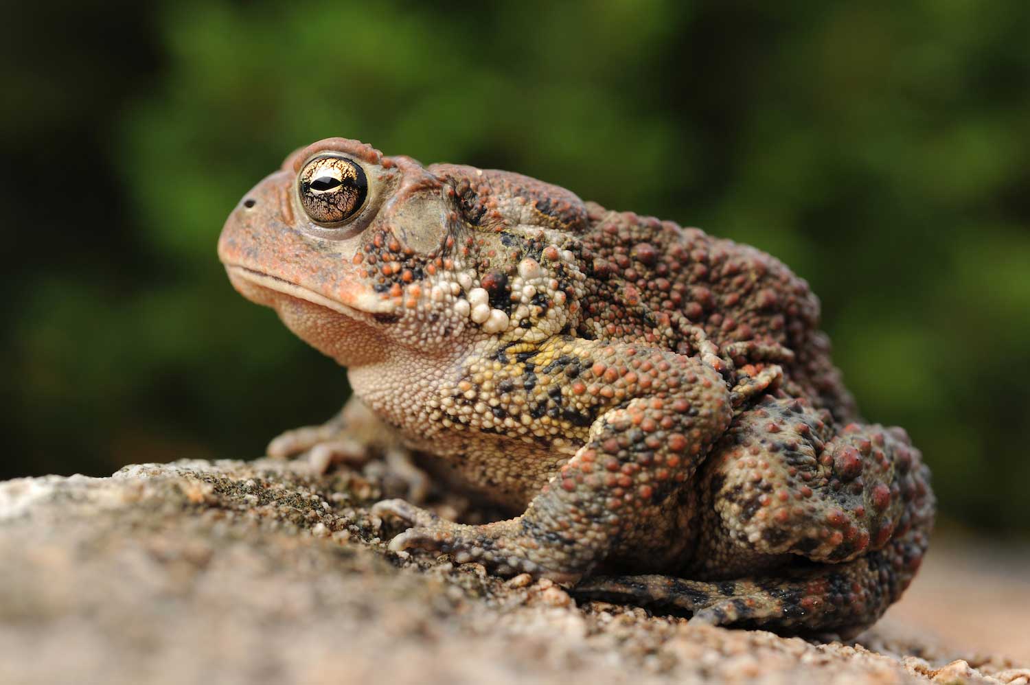 Five things about toads our frogs lesser known cousins Forest