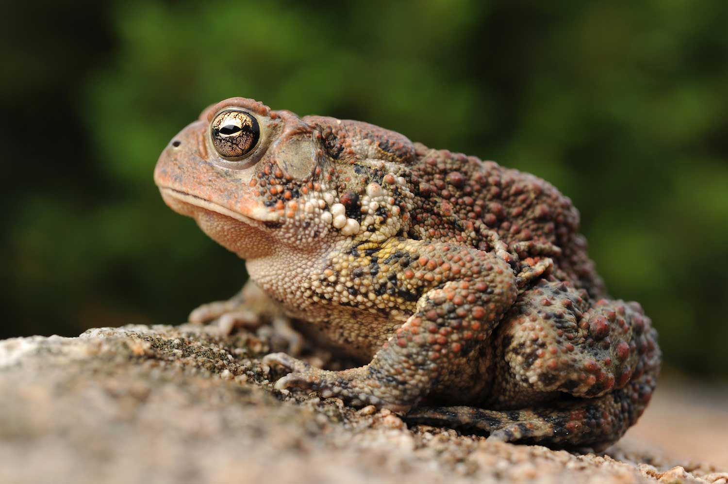 Five things about toads, our frogs' lesser-known cousins