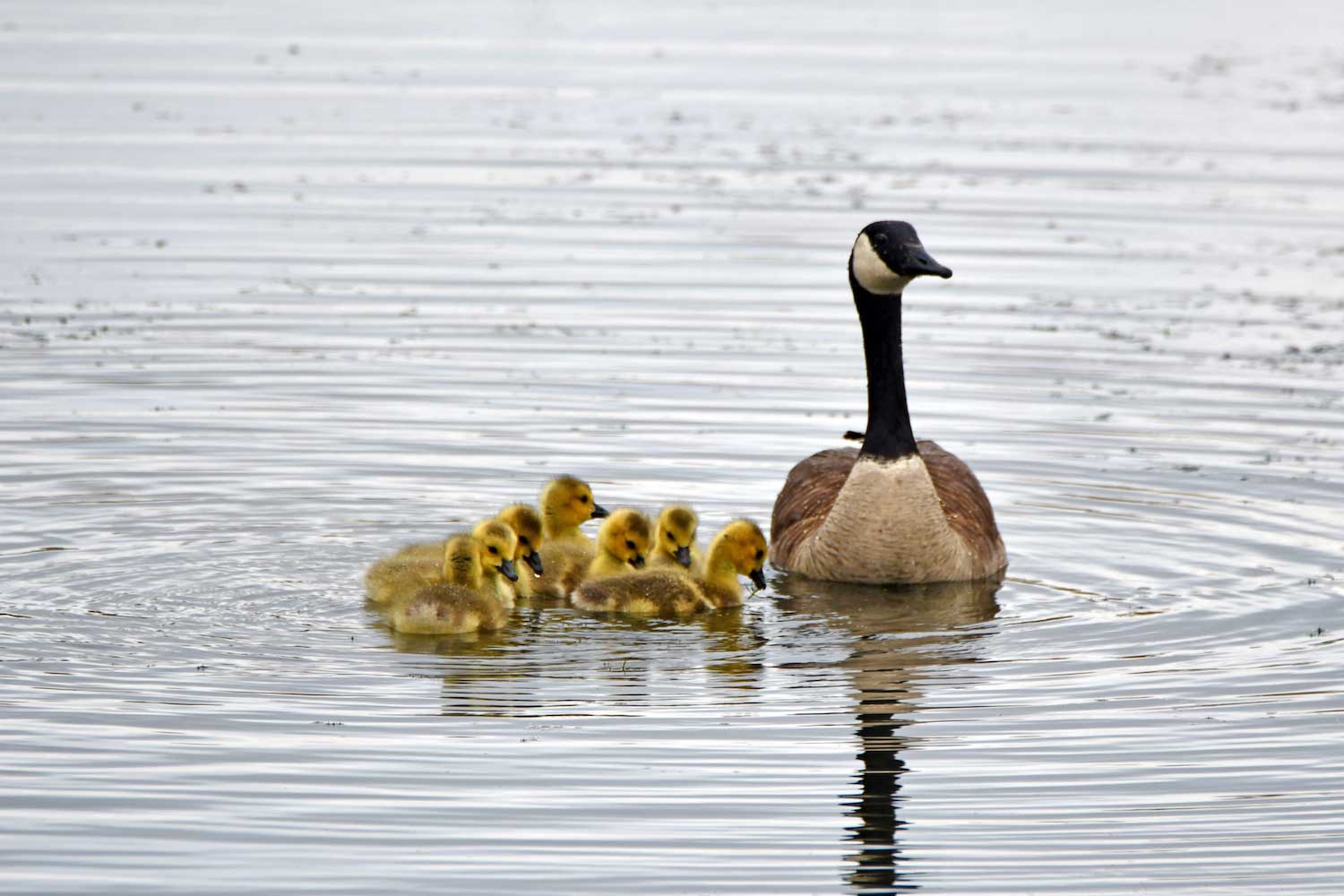 Canada goose discount behavior weather