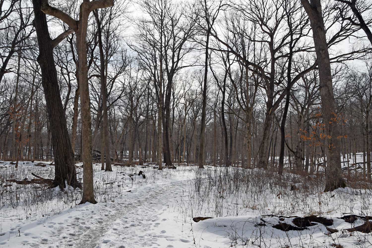 A snow- and ice-covered trail in a forest.