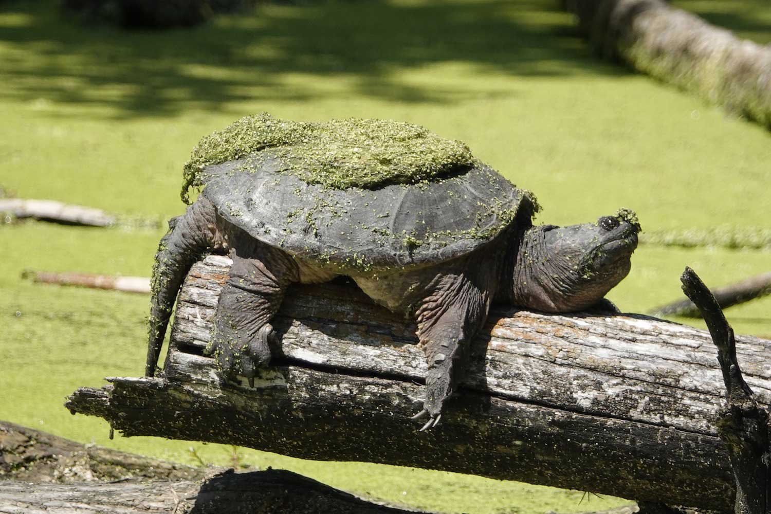 A snapping turtle laying on a log above the water with its shell covered in duckweed and other vegetation.