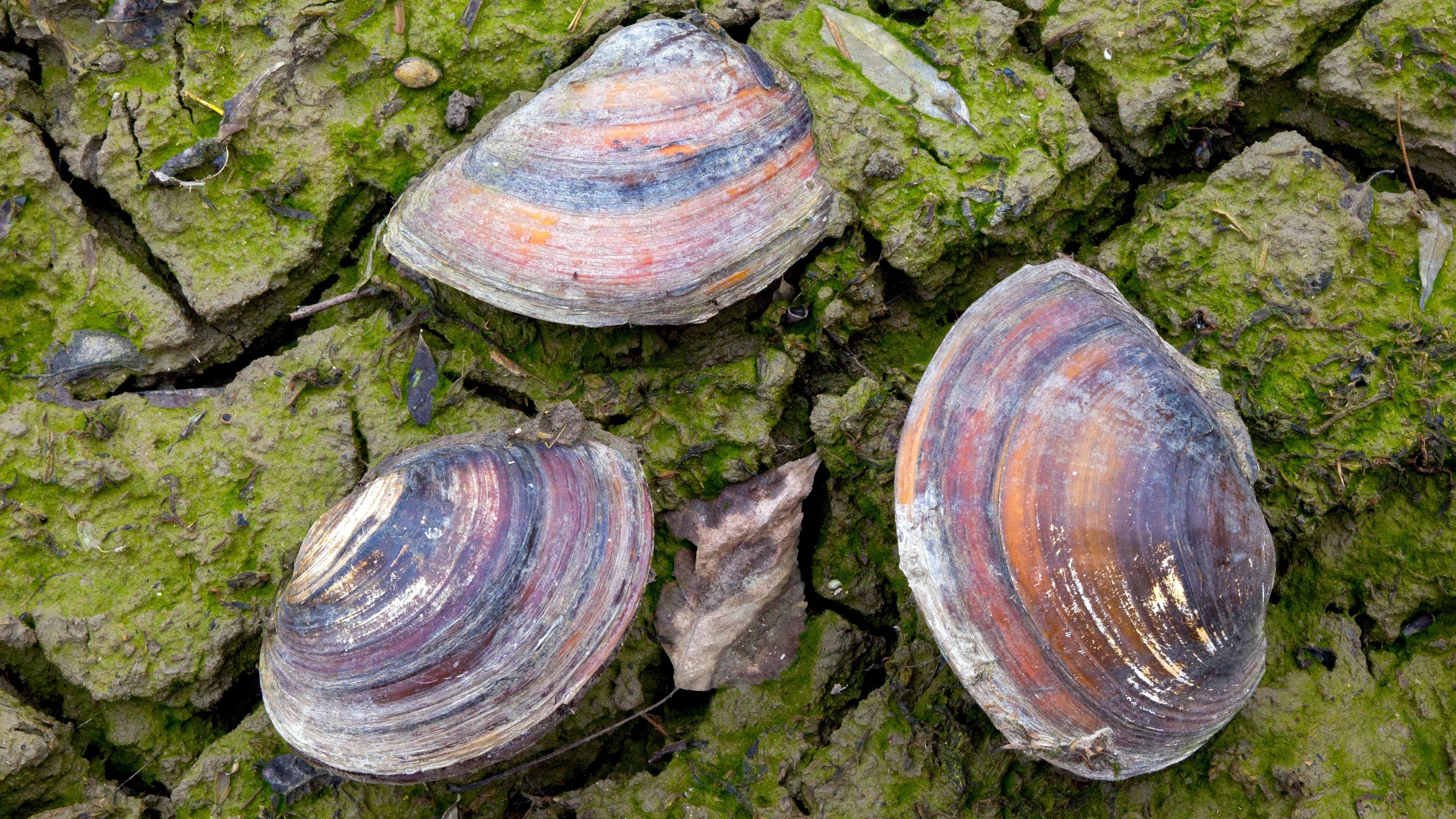 Three freshwater mussels on the ground.