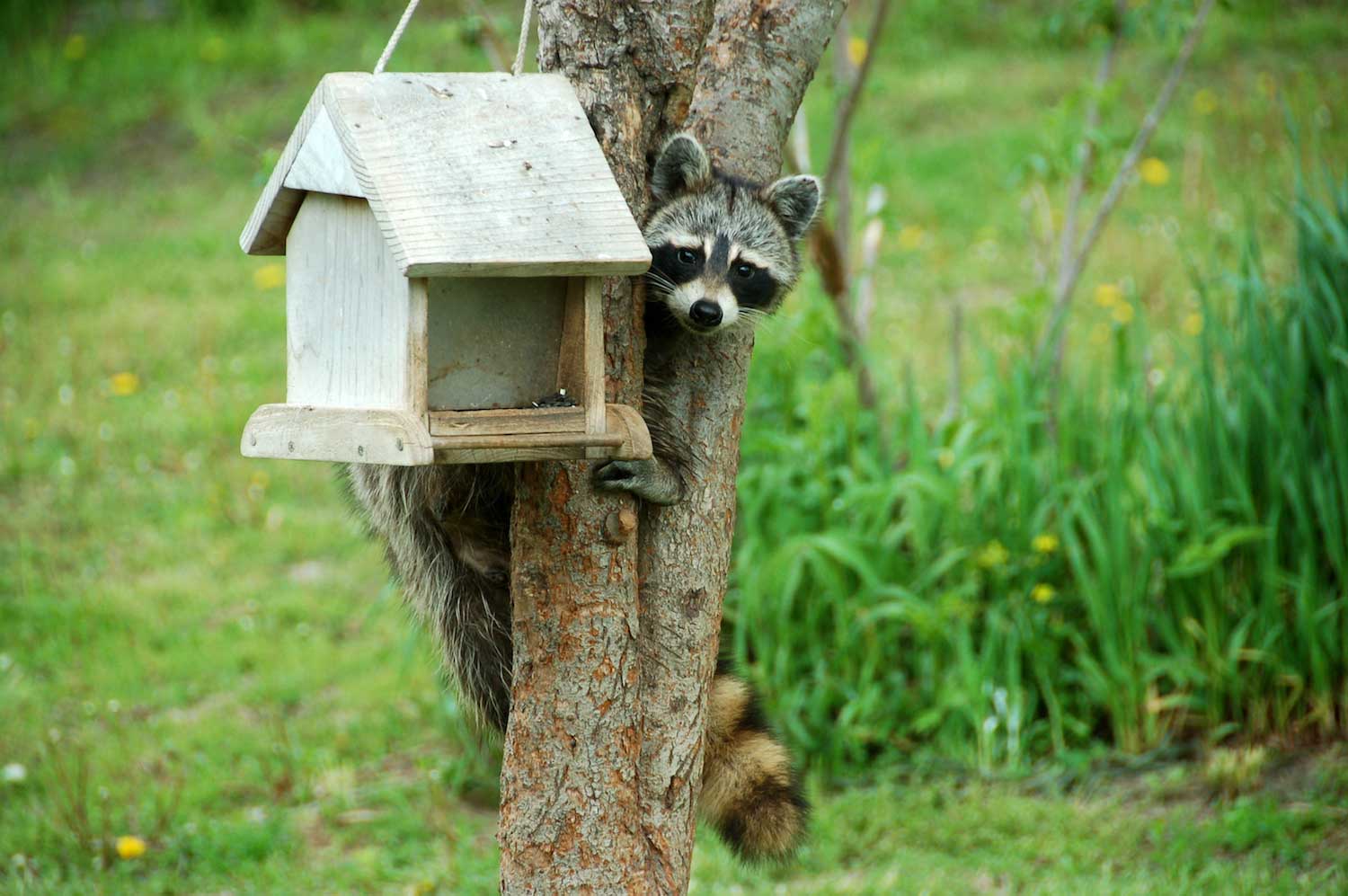 how-to-keep-raccoons-away-from-your-bird-feeders-forest-preserve