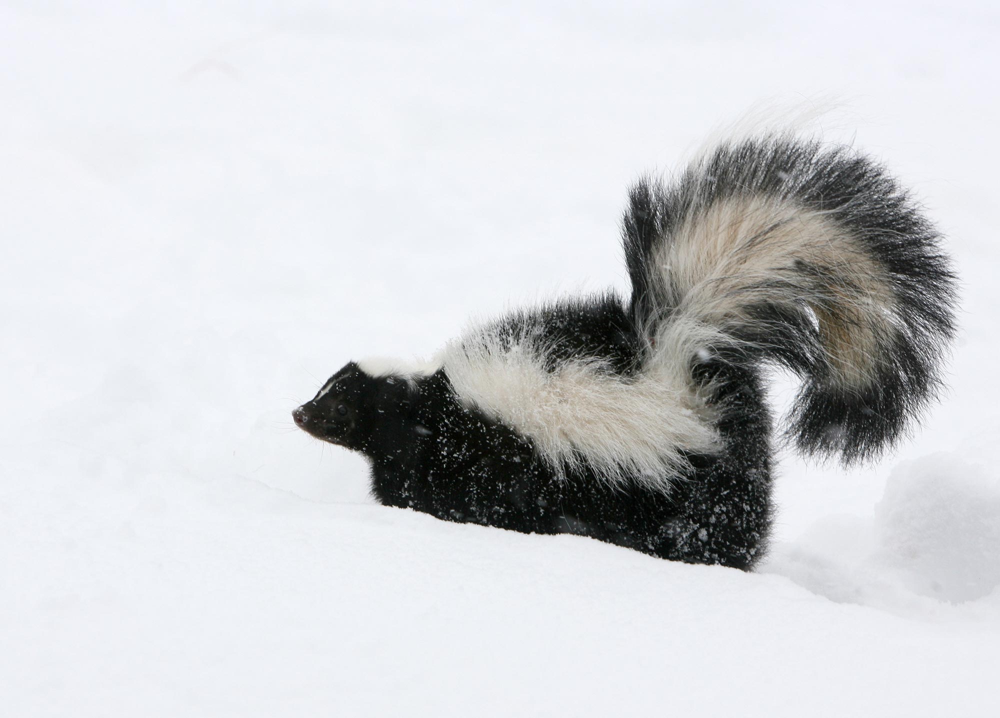 A skunk in a snow-covered field.