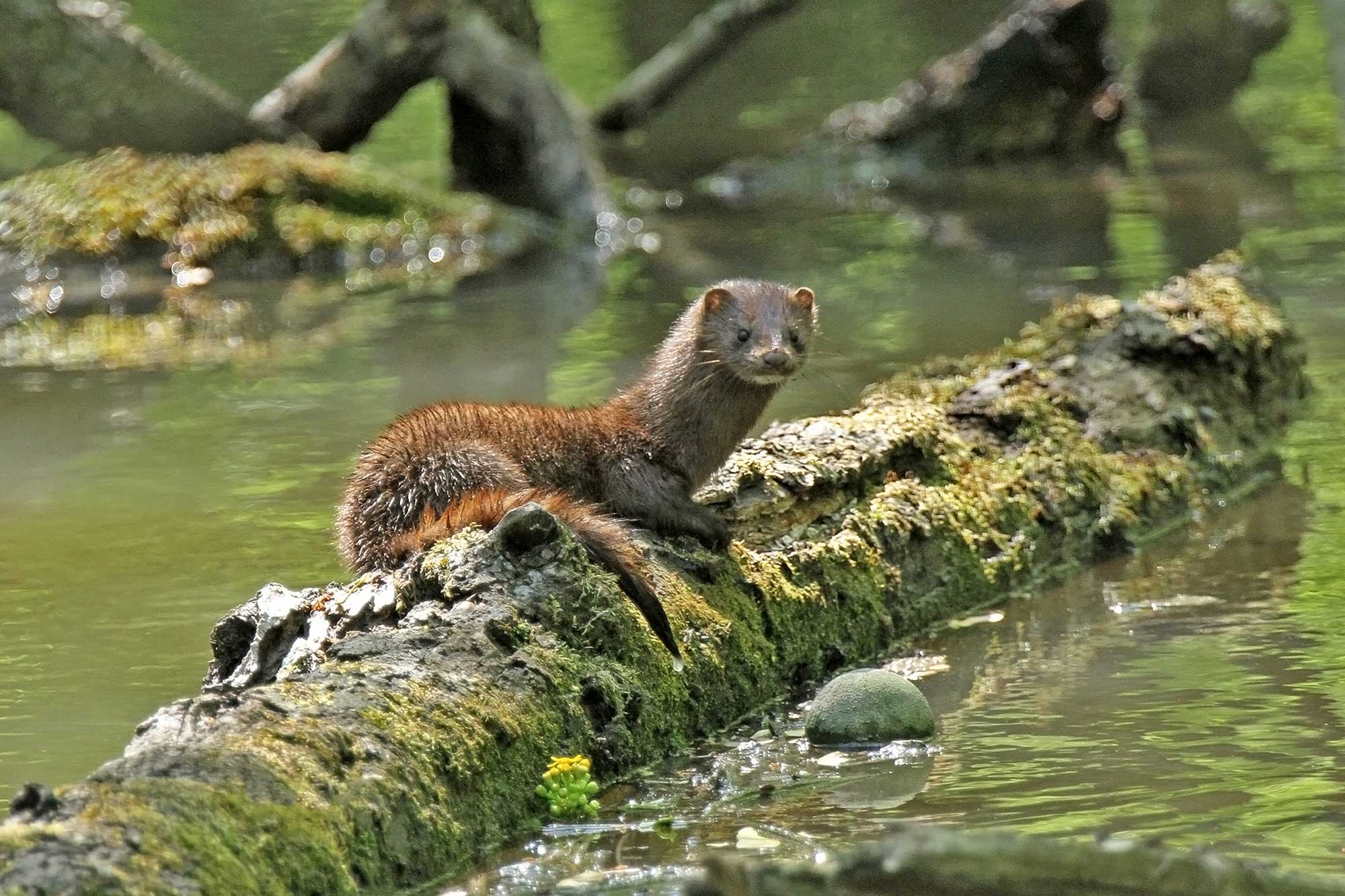 A mink sitting on a log.