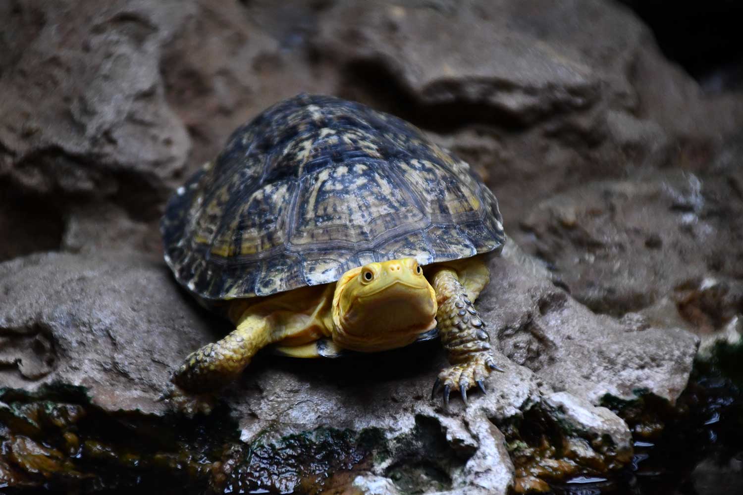 A Blanding's turtle on a rock in its enclosure.