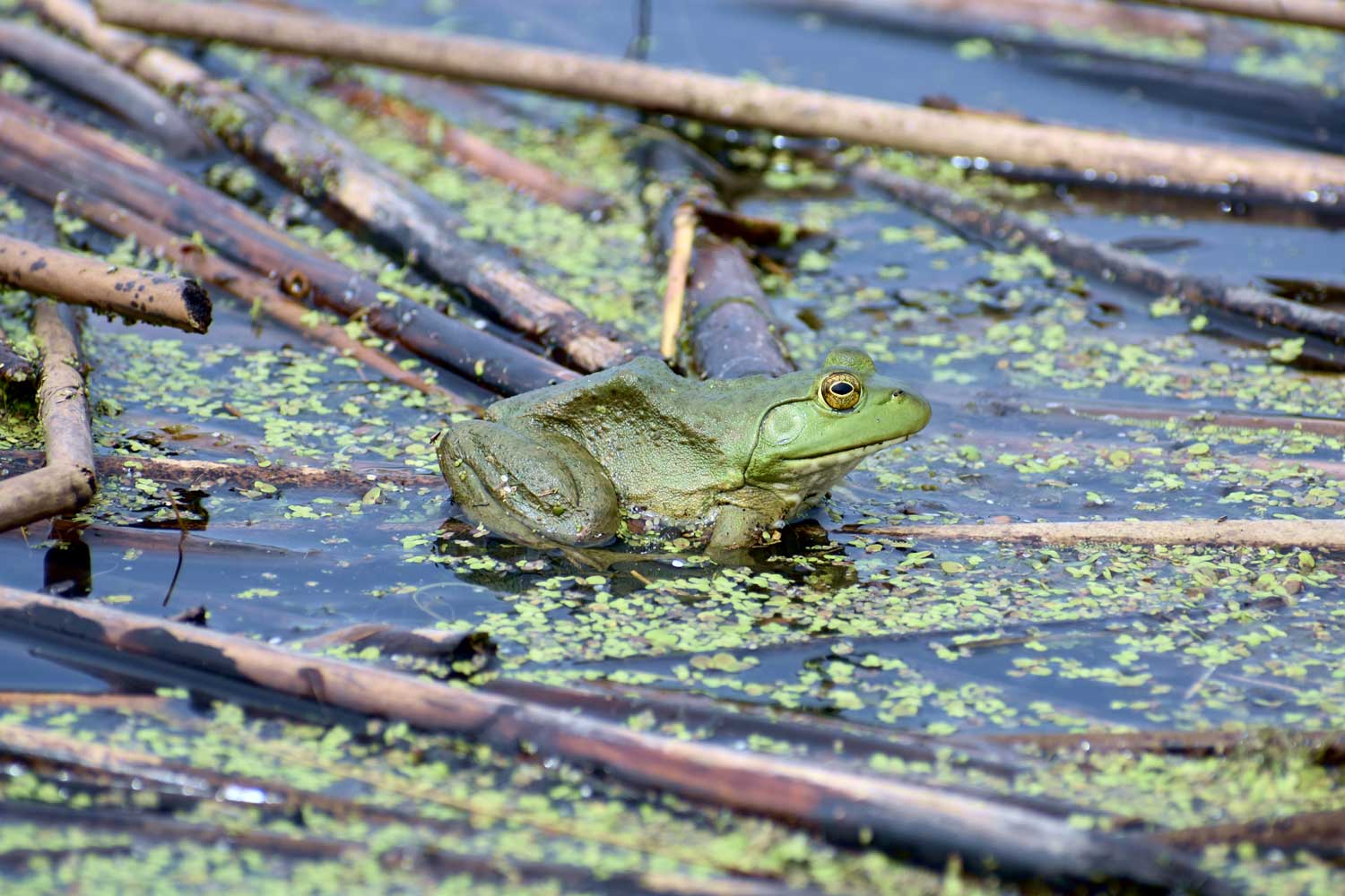 A bullfrog sitting atop the water surrounded by duckweed and other vegetation. 