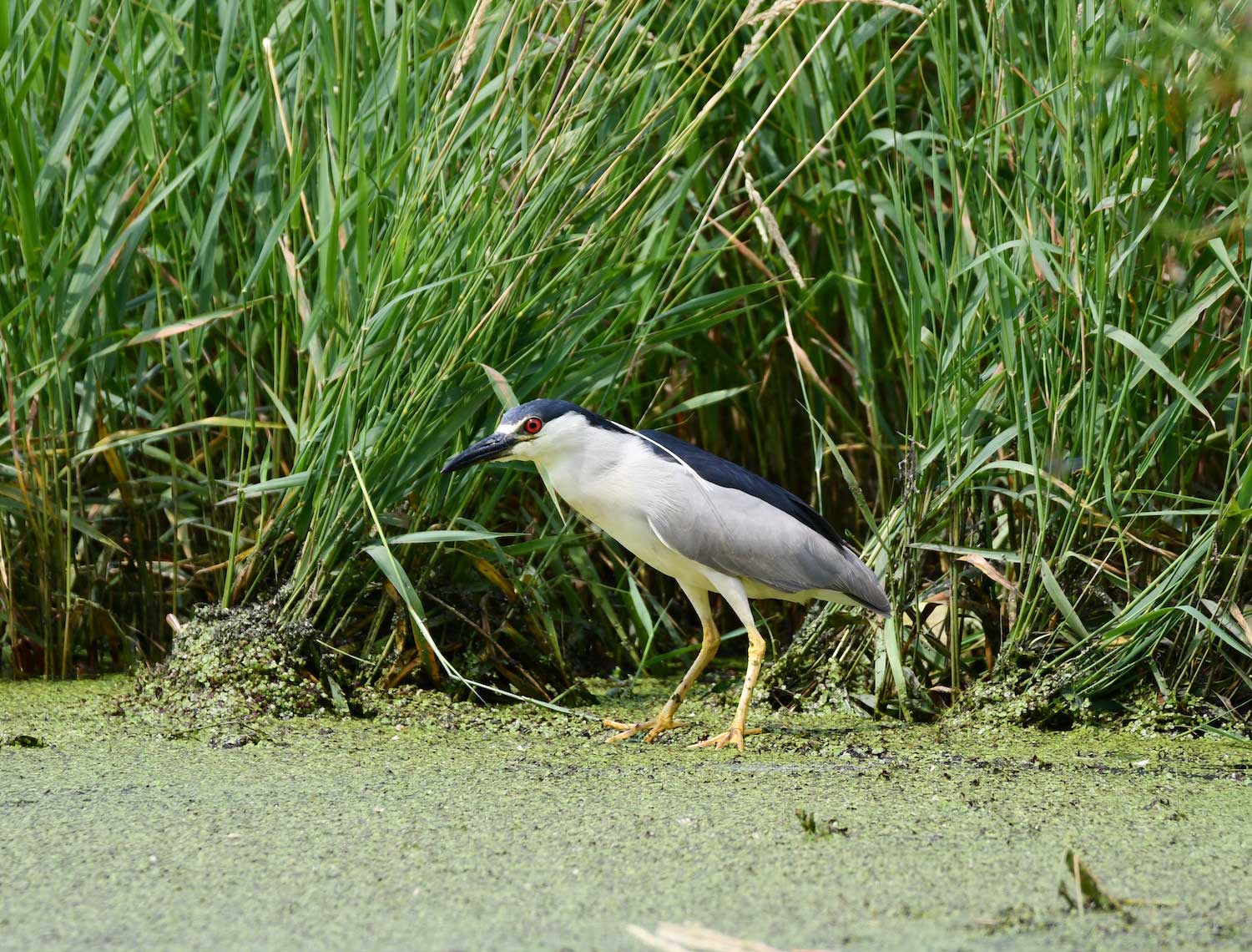 A black-crowned night heron standing at the water's edge.