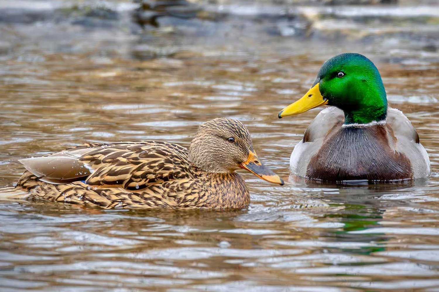 Pair of mallards swimming in the water.