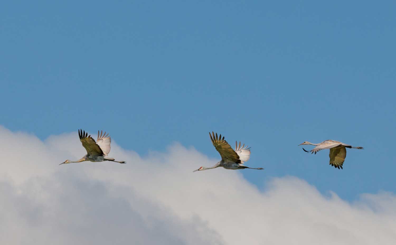 Two sandhill cranes flying overhead.