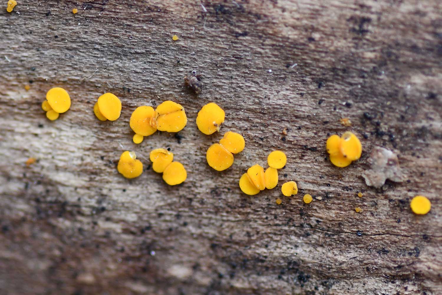 A cluster of small yellow fairy car fungi on a log.