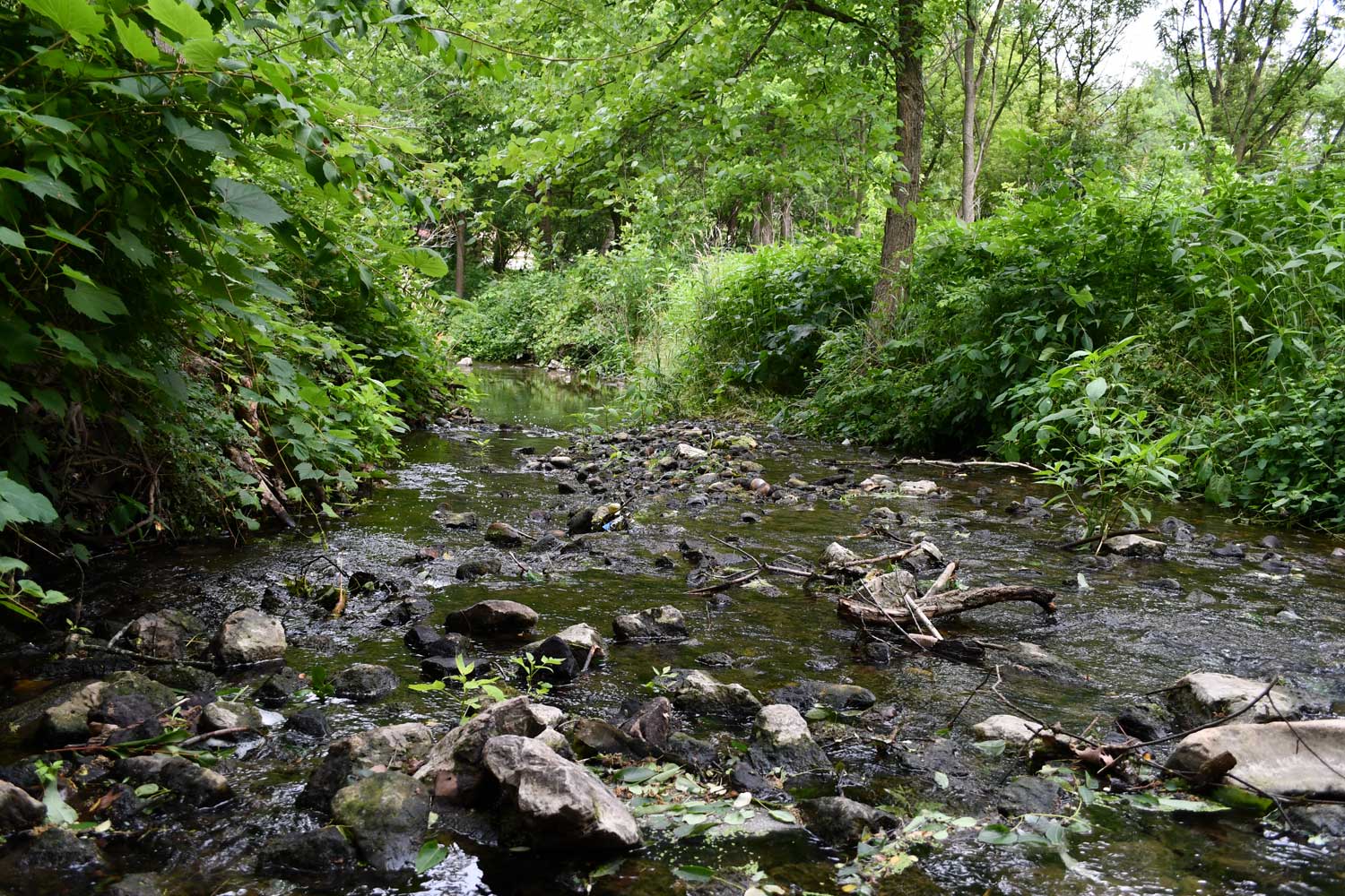 Creek surrounded by trees.