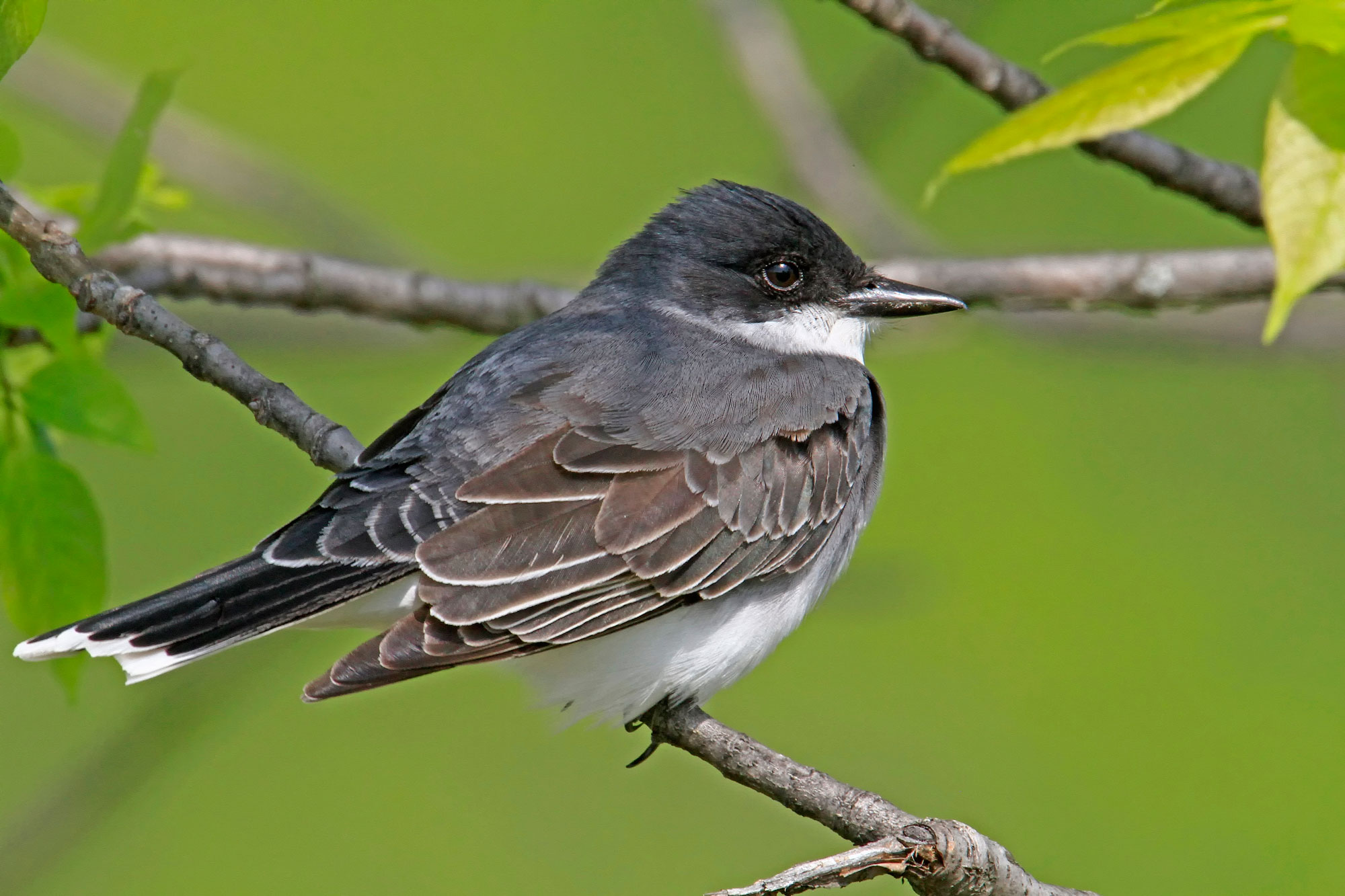 An eastern kingbird.