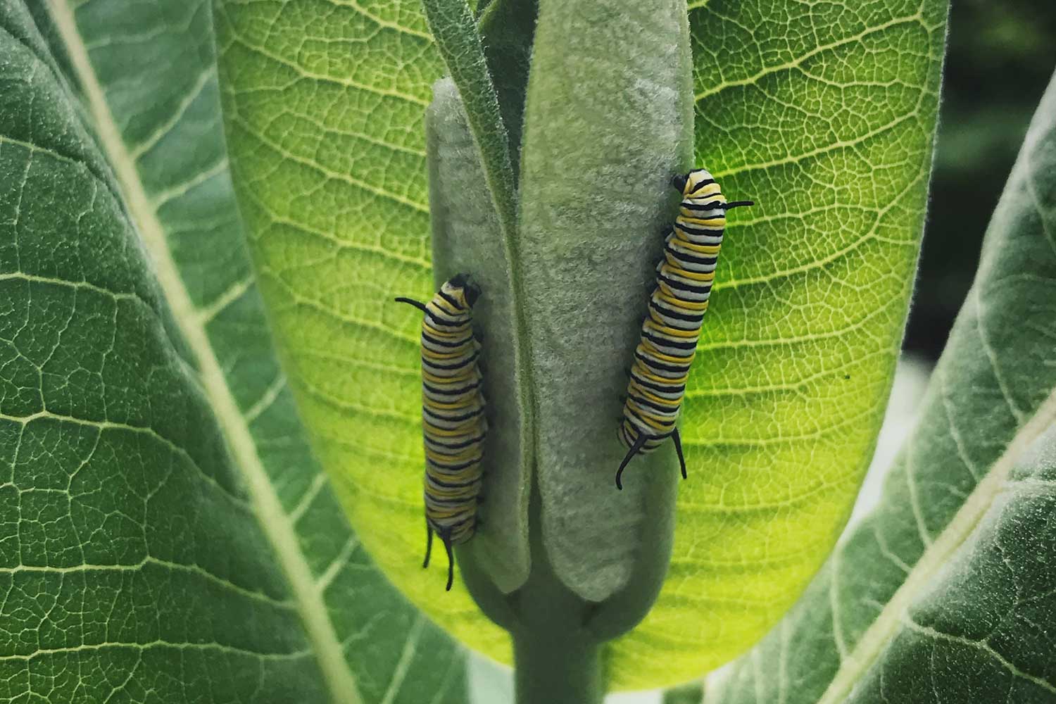 Two monarch caterpillars on a milkweed leaf.