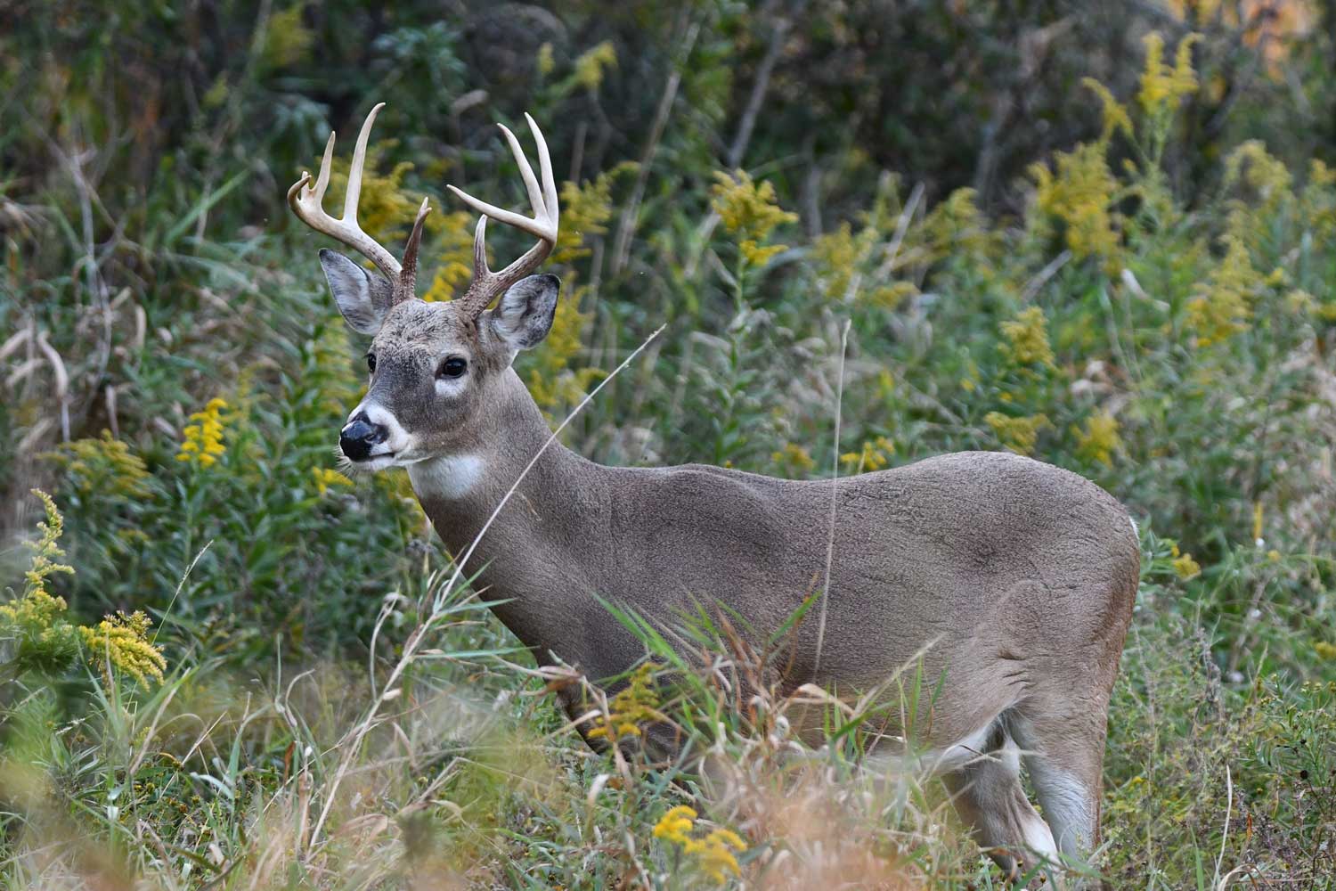 Deer standing in grass.