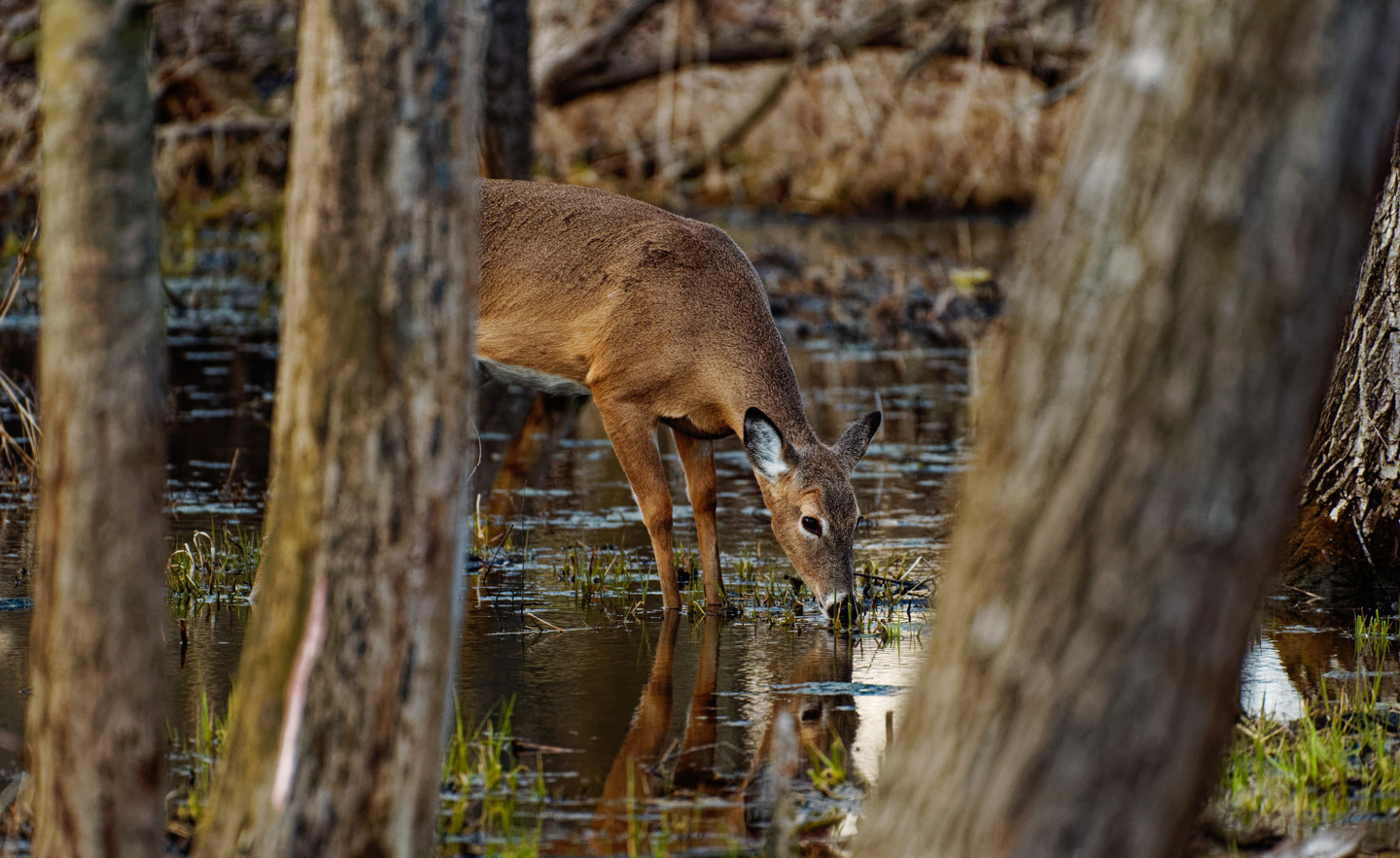 A deer drinking water.