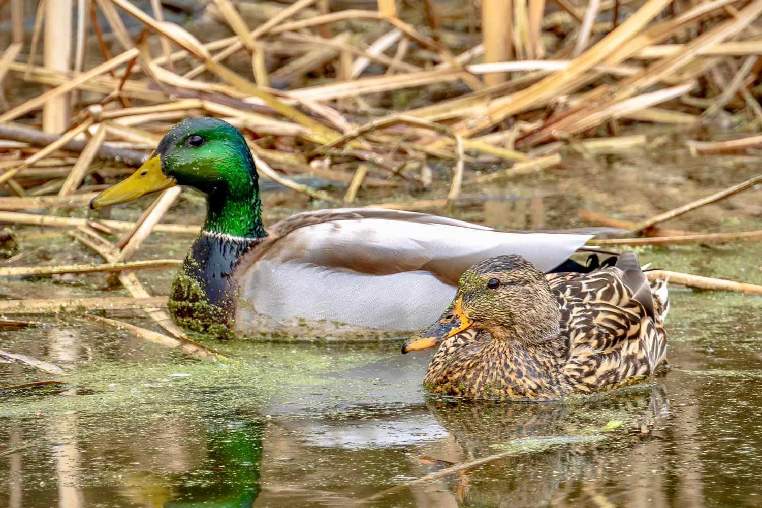 Pair of mallards swimming in the water.