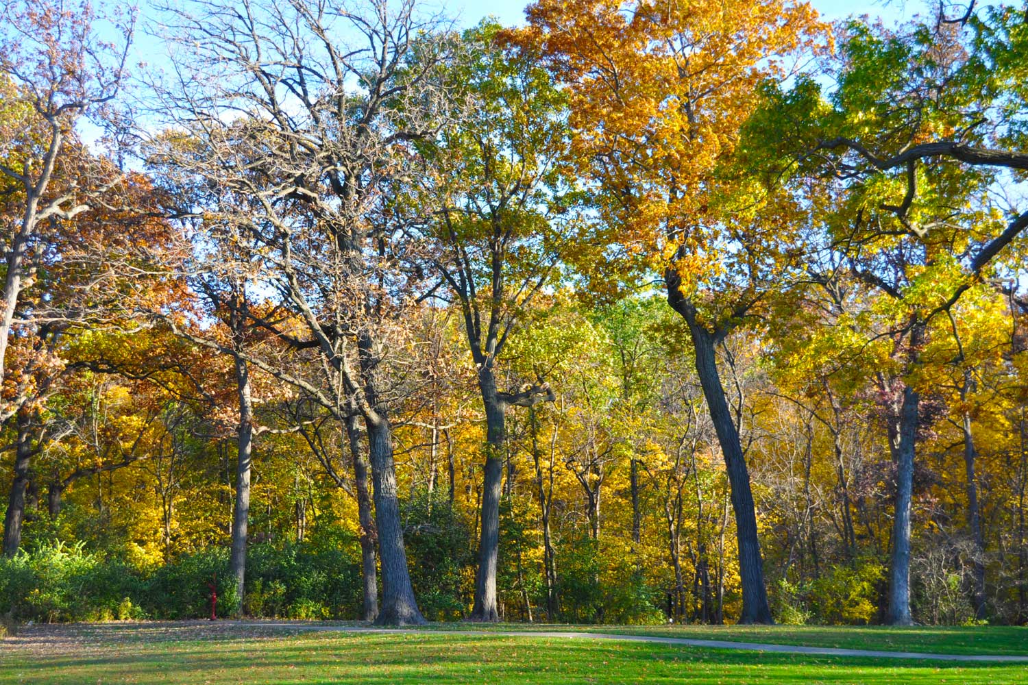 Trees with leaves displaying fall colors.