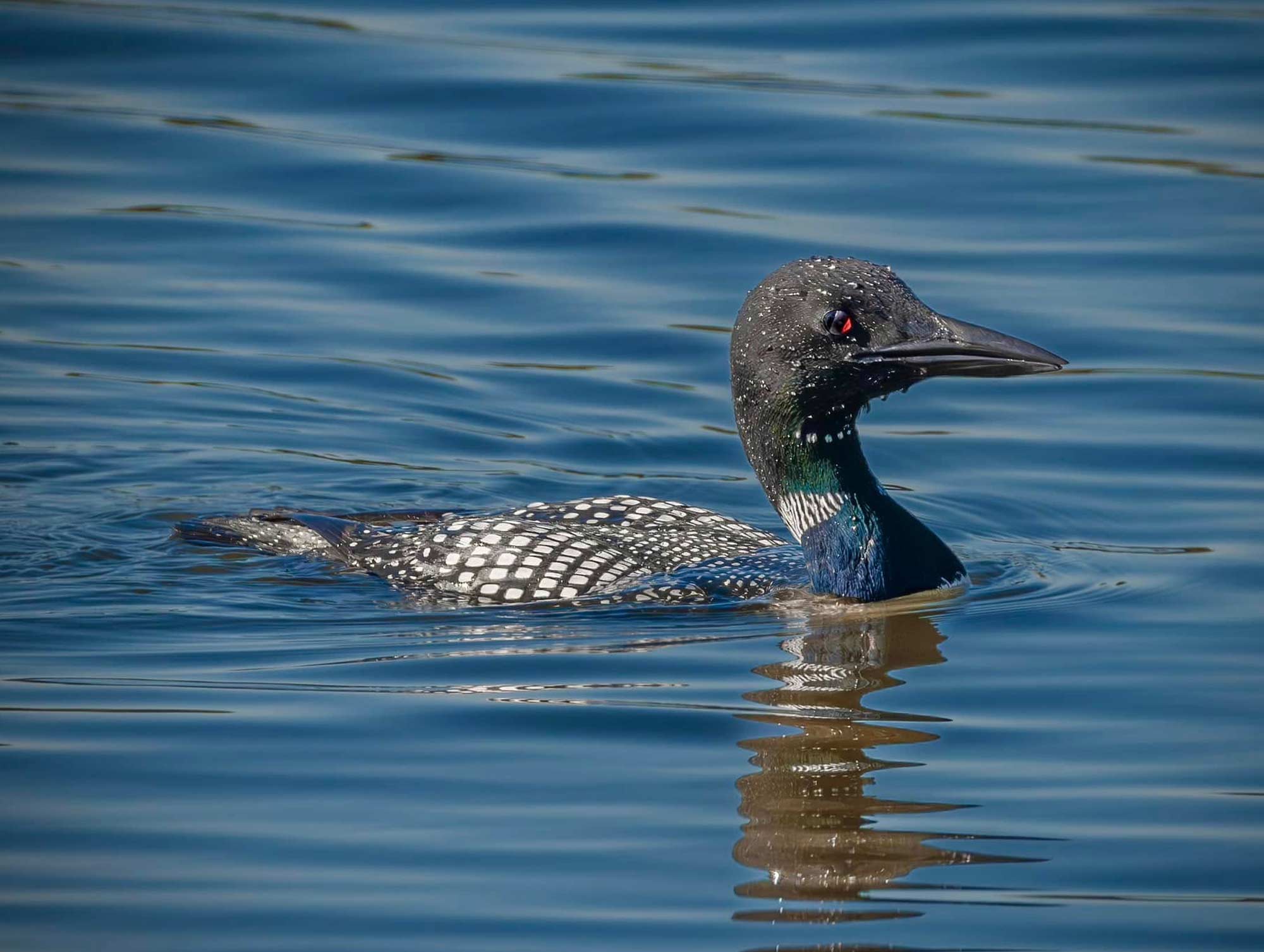 A common loon in the water.